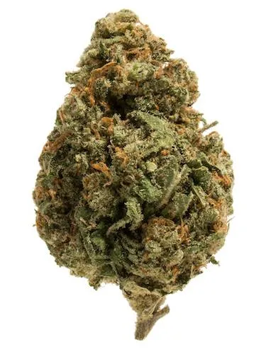 Mass Hydroponics .38 Special Clone rooted in peat plug showing young cannabis plant