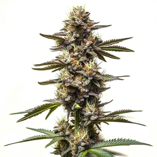 Blimburn Seeds Cereal Milk cannabis seeds package