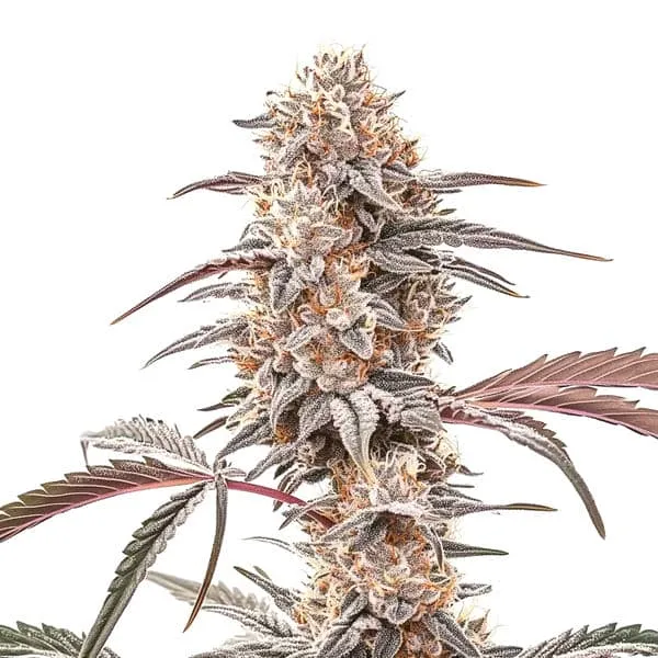 Blimburn Seeds Biscotti cannabis seeds package