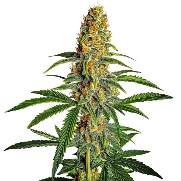 Blimburn Seeds Amnesia Bubba Autoflower F1 cannabis seed packet