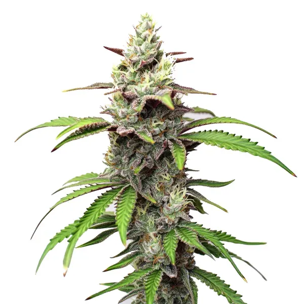 Blimburn Seeds Gush Mints cannabis seeds with mint flavor