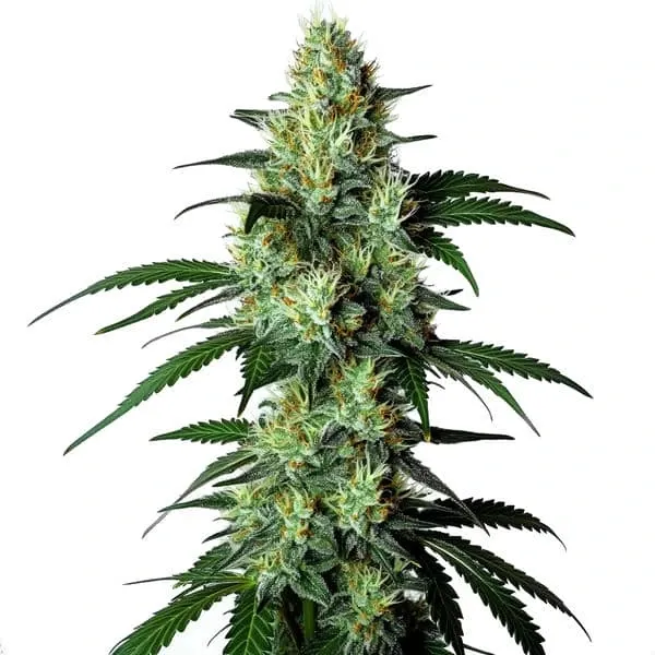 Blimburn Seeds Louis XIII cannabis seed package