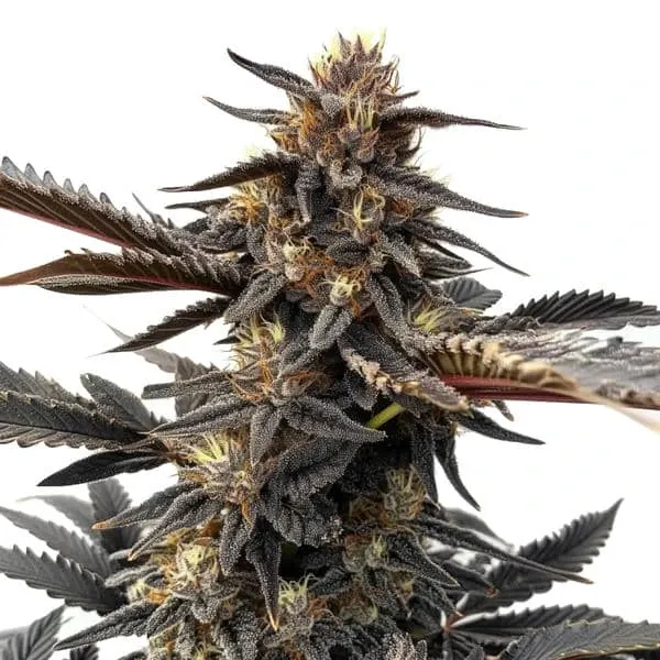 Blimburn Seeds Ghost OG cannabis seed packet