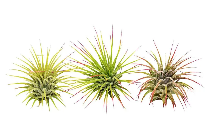 Mass Hydroponics 3 Ionantha Guatemala Air Plants set showing tillandsia foliage