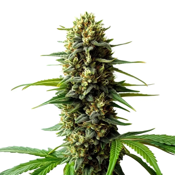 Blimburn Seeds Super Skunk Autoflower cannabis seeds package