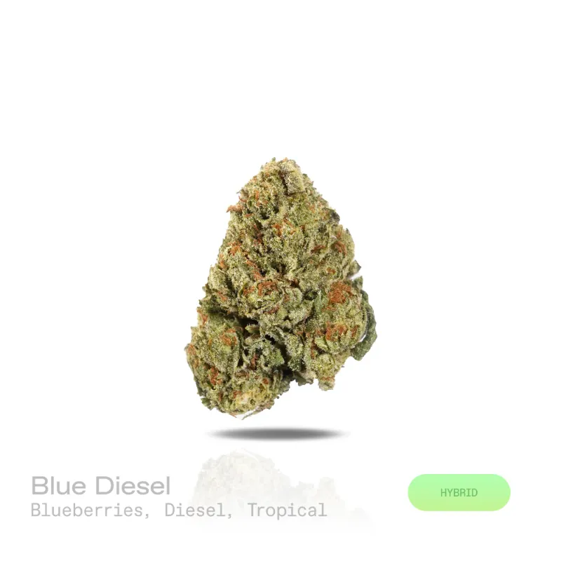 Hipuffy Blue Diesel THCa Flower (Indoor) (Hybrid) showing dense green and purple cannabis buds with orange pistils