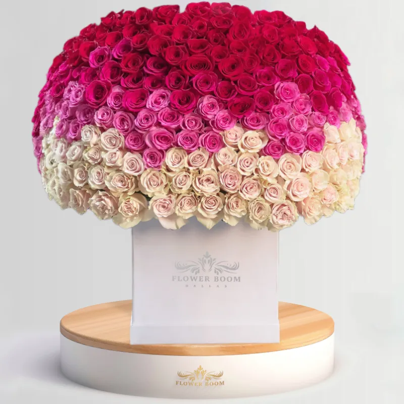 Flower Boom Dallas 250 Pink Ombre Roses arranged in gradient shades from light to dark pink