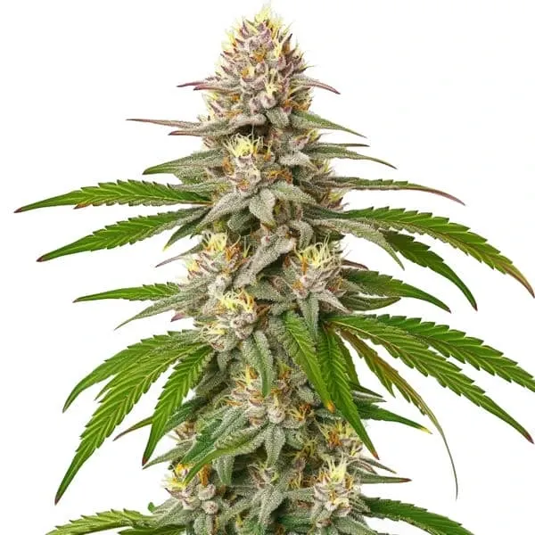 Blimburn Seeds Pineapple Express cannabis seeds package