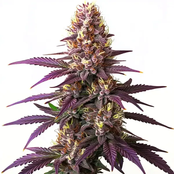 Blimburn Seeds Blueberry cannabis seeds