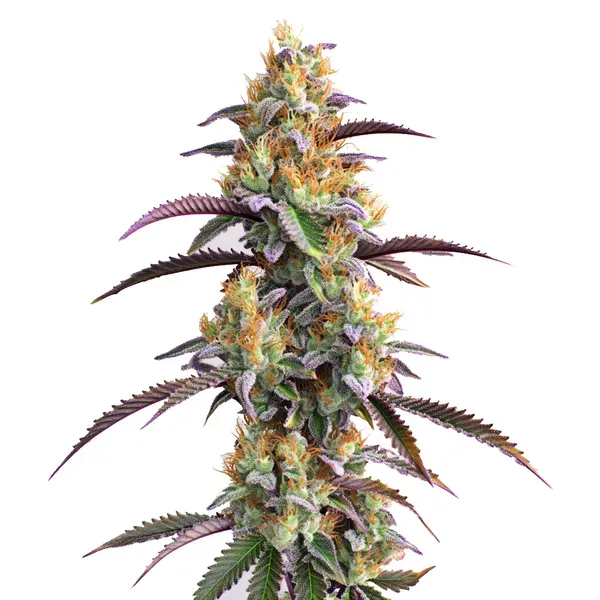 Blimburn Seeds Gator Breath cannabis seeds for relaxation