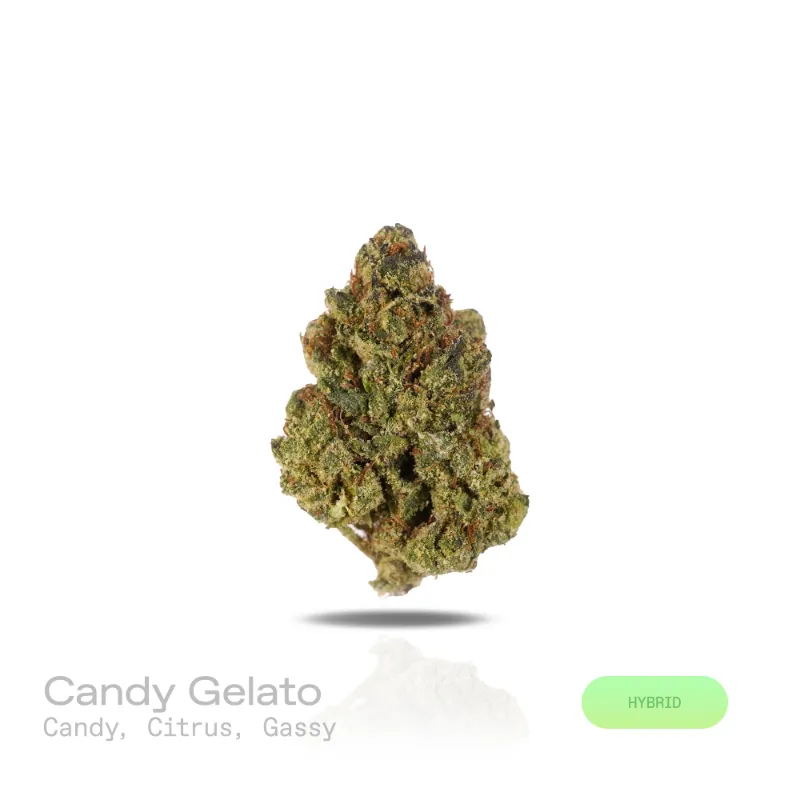 Hipuffy Candy Gelato THCa Flower (Indoor) (Hybrid) showing dense colorful buds ranging from green to purple