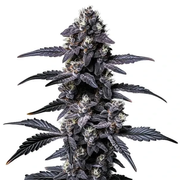 Blimburn Seeds Zoap cannabis seeds packet