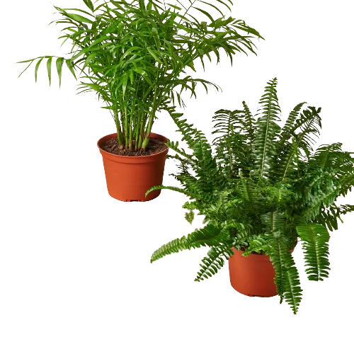 Mass Hydroponics 2 pet-friendly 6 inch indoor plants in nursery pots for monthly subscription