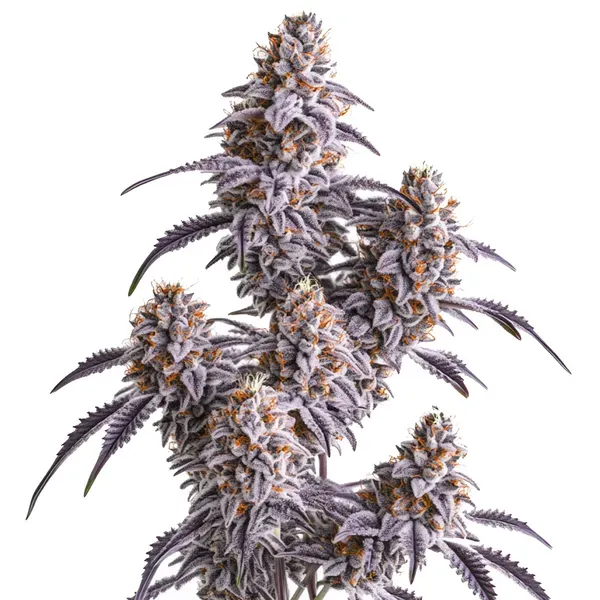 Blimburn Seeds Slurricane cannabis seeds with berry colors