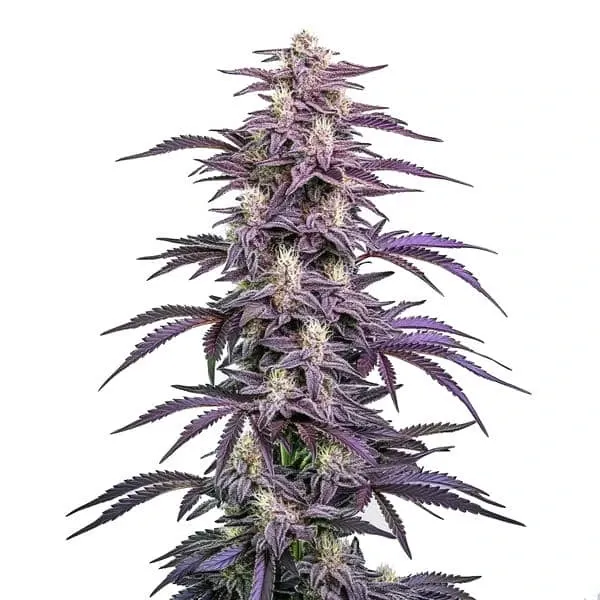 Blimburn Seeds Candyland Peyote cannabis seeds package