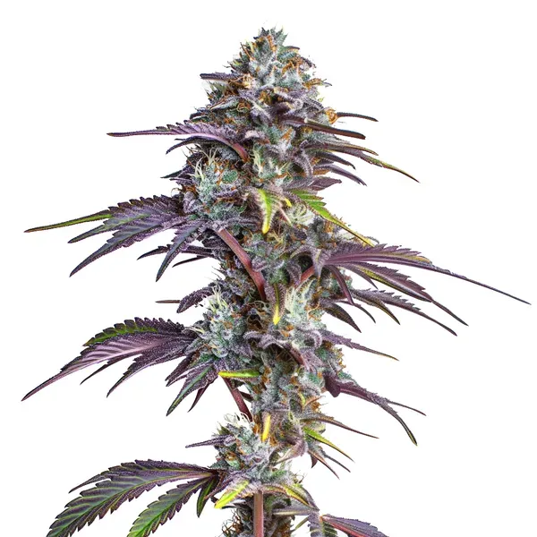 Blimburn Seeds Blackberry Moonrocks cannabis seeds