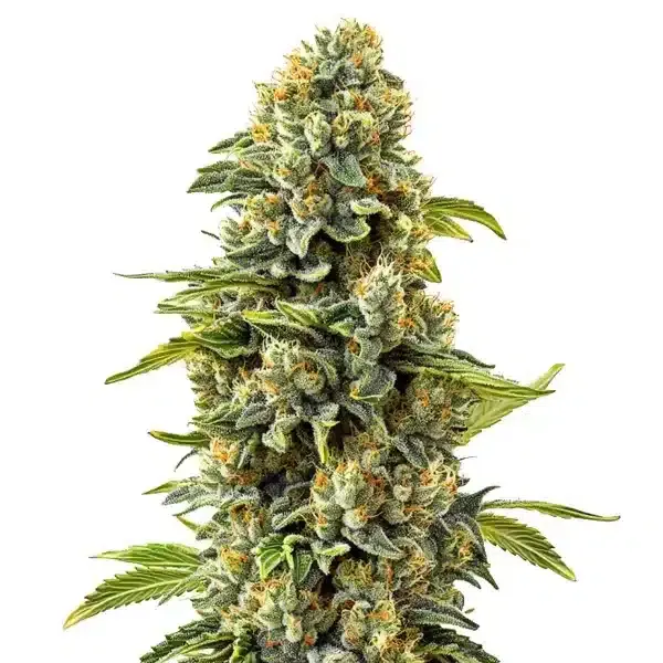 Blimburn Seeds Skunk #1 cannabis seed package