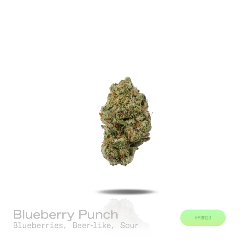 Hipuffy Blueberry Punch THCa Flower Premium Indoor Hybrid dense forest green buds with purple hues