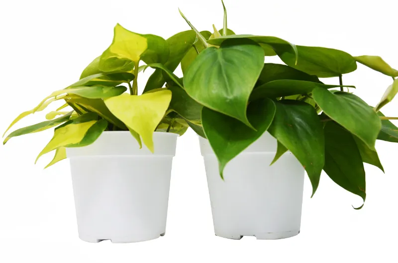 Mass Hydroponics 2 Philodendron Variety Pack in 4 inch pots with green leaves