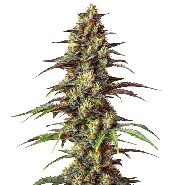 Blimburn Seeds Bruce Banner Regular cannabis seeds