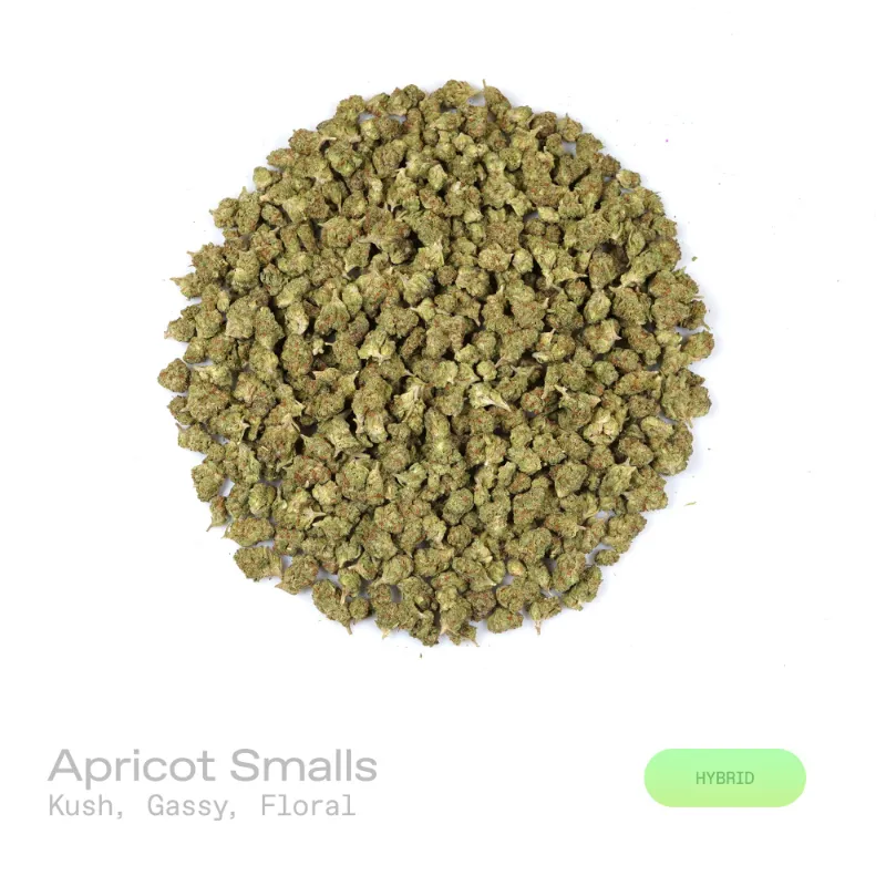 Hipuffy Apricot THCa Flower Indoor Hybrid smalls with deep green and purple buds and orange pistils
