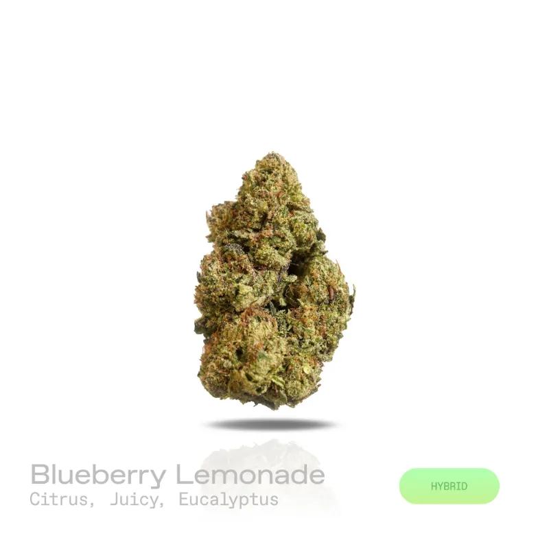 Hipuffy Blueberry Lemonade THCa Flower indoor hybrid buds with orange pistils and frosty coating