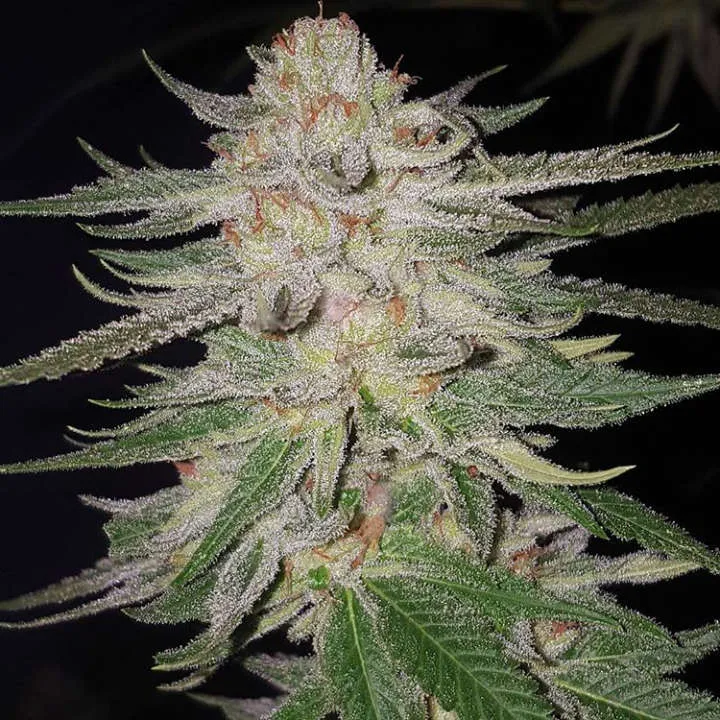Mass Hydroponics 9Lb Hammer Clone rooted in peat plug