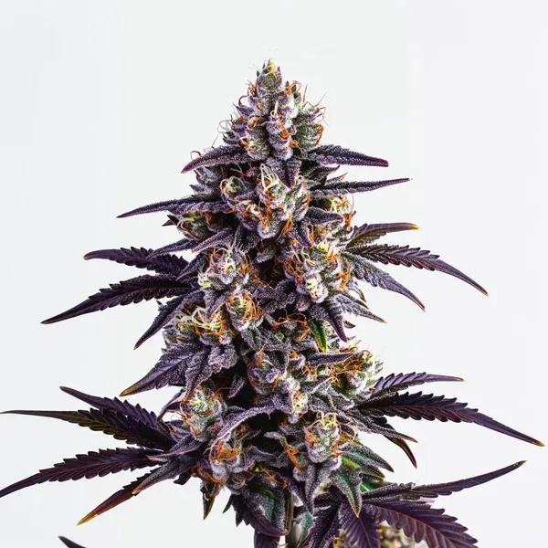 Blimburn Seeds Motor Breath cannabis seed package