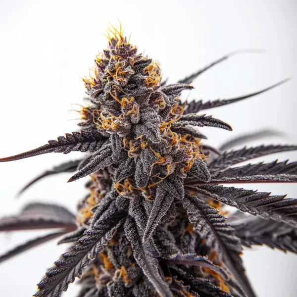 Blimburn Seeds Donny Burger cannabis seeds packet