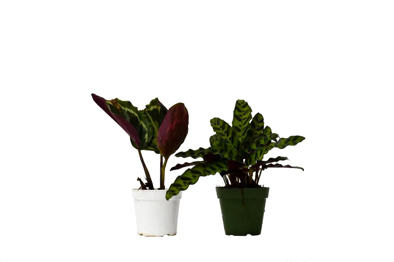 Mass Hydroponics 2 Calathea Plants Variety Pack in 4 inch pots with patterned leaves
