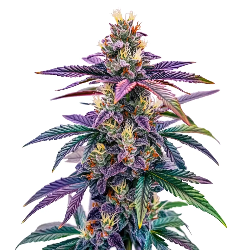 Blimburn Seeds Blue Dream Autoflower cannabis seed packet with sativa hybrid branding