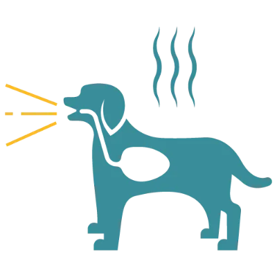 Affordable Pet Labs Valley Fever Diagnostic Test For Dogs featuring a mailed specimen tube and digital result screen.