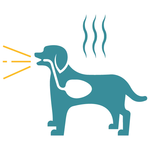 Affordable Pet Labs Valley Fever Diagnostic Test For Dogs featuring a mailed specimen tube and digital result screen.