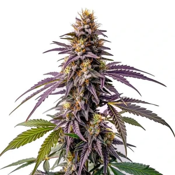 Blimburn Seeds Fruity Pebbles cannabis seeds pack with colorful buds