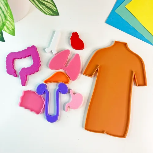 Fun House Toys Human Body Organs Play Dough Stencil Kit with torso base and organ molds