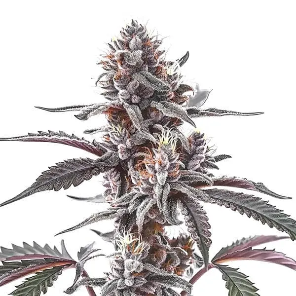 Blimburn Seeds Plushberry Auto cannabis seeds package