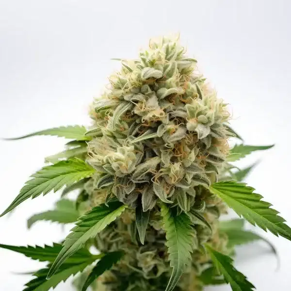 Blimburn Seeds Super Boof cannabis seeds