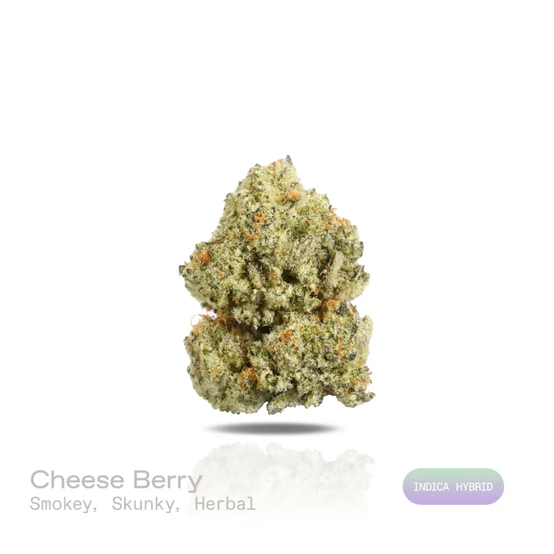 Hipuffy Cheese Berry THCa Flower (Exotic) (Indica Hybrid) dense green and purple cannabis buds with orange pistils