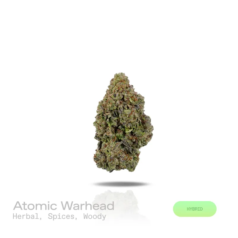Hipuffy Atomic Warhead THCa Flower indoor hybrid strain with dense green and purple buds