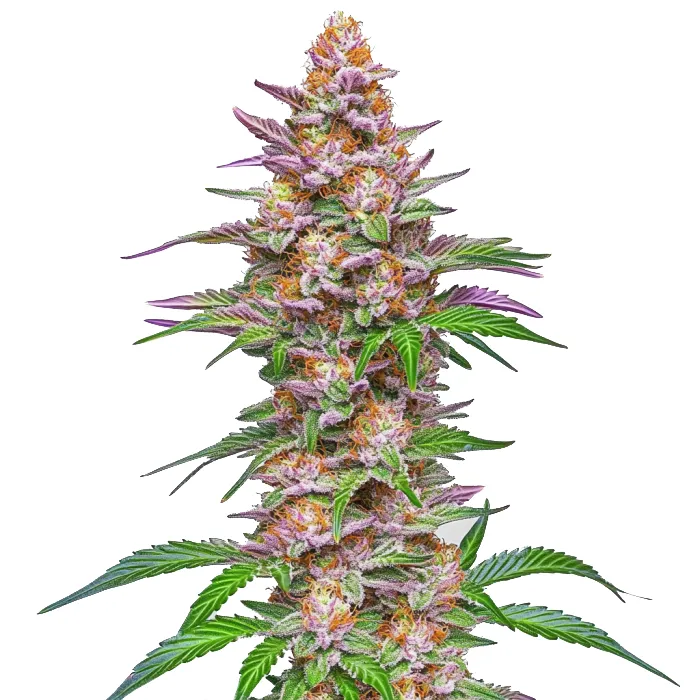 Blimburn Seeds Strawberry Pie Auto cannabis seeds
