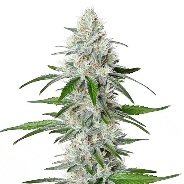 Blimburn Seeds Chemdog Fast Version cannabis seed packet