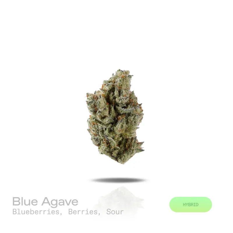 Hipuffy Blue Agave THCa Flower exotic hybrid buds