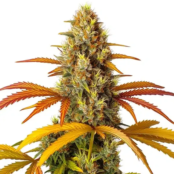 Blimburn Seeds Skunk x Northern Lights Fast Version cannabis seeds packet