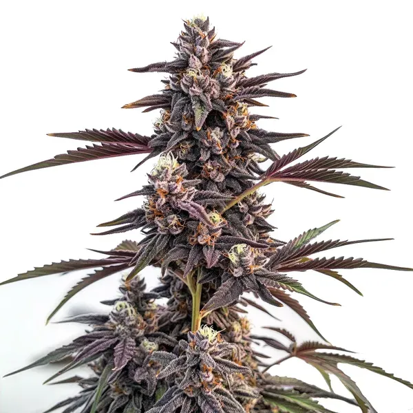 Blimburn Seeds Moonshine Cookies hybrid cannabis seeds
