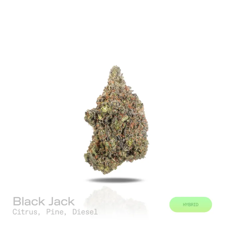 Hipuffy Black Jack THCa Flower (Exotic) (Hybrid) showing dense green and purple cannabis buds