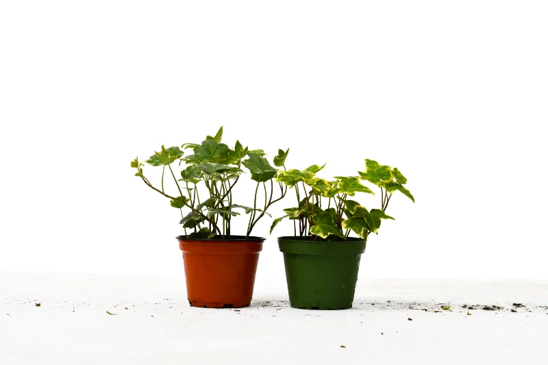 Mass Hydroponics 2 English Ivy Variety Pack in 4 inch pots with trailing vines