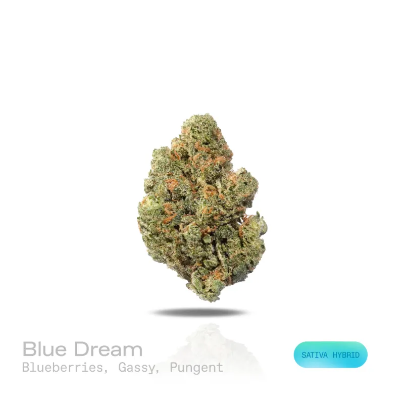 Hipuffy Blue Dream THCa Flower Premium Indoor Sativa Hybrid dense green buds with blue hues and orange pistils