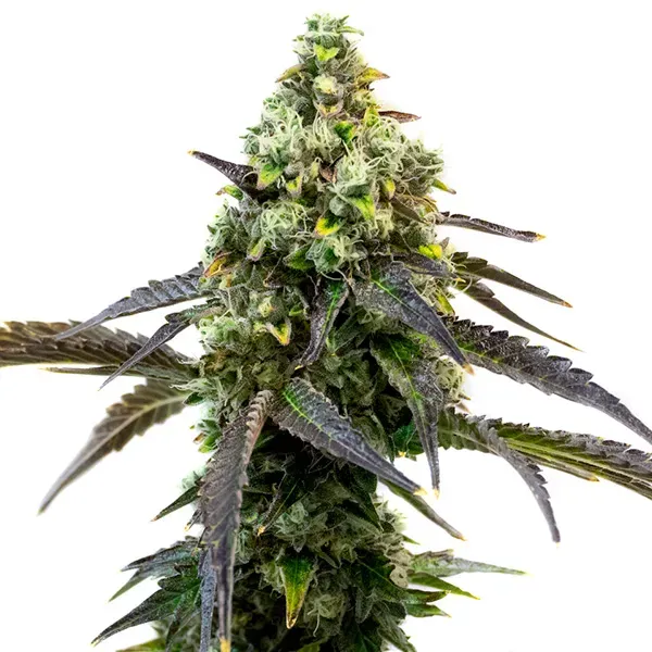 Blimburn Seeds Cafe Racer cannabis seed package