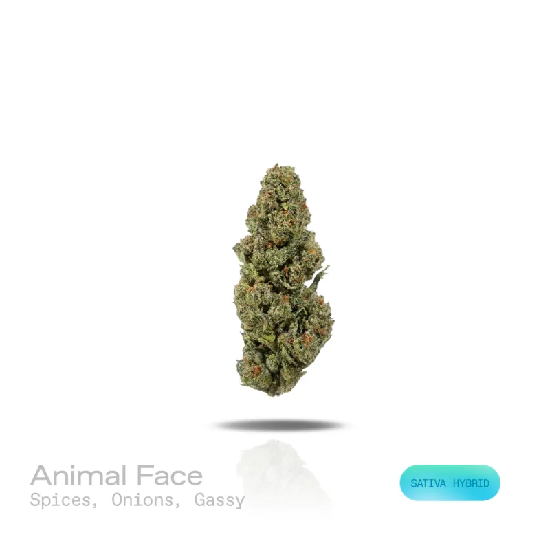 Hipuffy Animal Face THCa Flower (Indoor) (Sativa Hybrid) dense green buds with purple and orange highlights