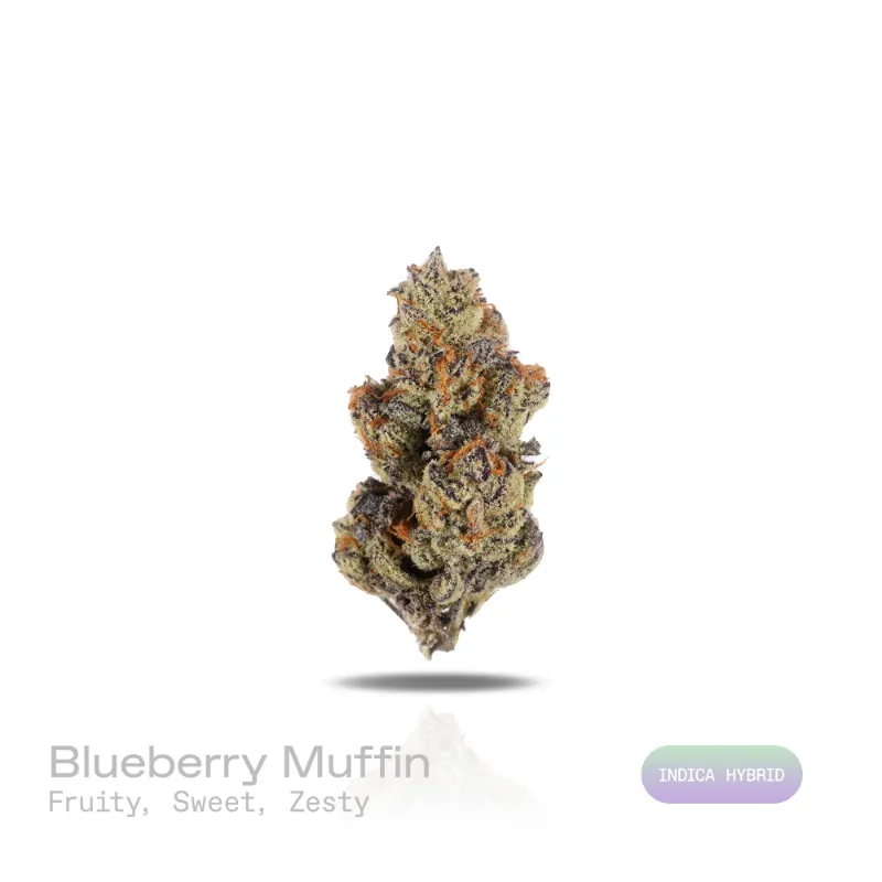 Hipuffy Blueberry Muffin THCa Flower exotic indica hybrid buds with purple and green coloring